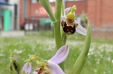 lilac petals with centre of flower resembling a bee