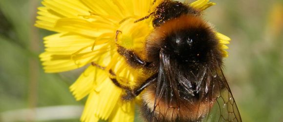 bee with pale orange markings on yellow flower