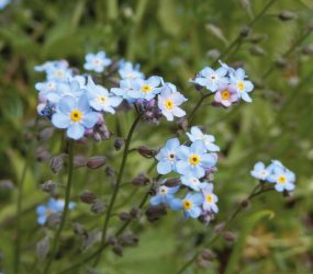 close up of blue flowers