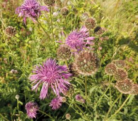 close up of greater knapweed plant