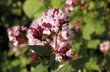 close up of pick and burgundy small petalled flowers of marjoram