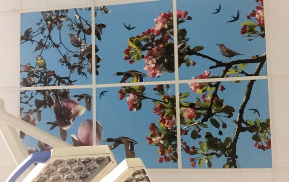 printed design on ceiling tiles of various types of bird hidden amongst pink tree blossom pictured against a blue sky