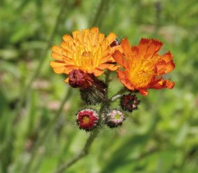 orange hawkweed close up