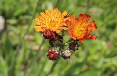 orange hawkweed close up