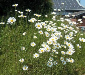 ox eye daisies