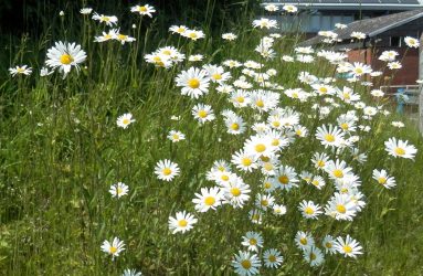 large stemmed daisies with yellow centre and white petals