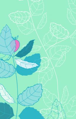 rosehip illustrated design