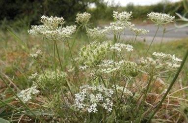tiny white flowers in circular groups on top of stems