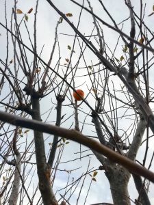 photo of lone apple on bare tree branches except for a few brown leaves