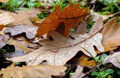 brown oak leaves fallen on ground
