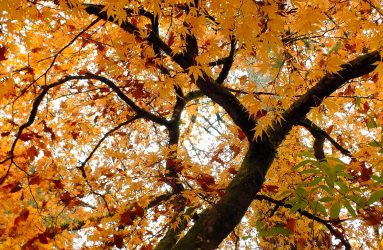 tree with leaves turned orange
