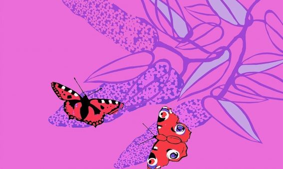 digital drawing of butterlies on buddleia on bright pink background