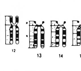 diagram showing human chromosome pairs