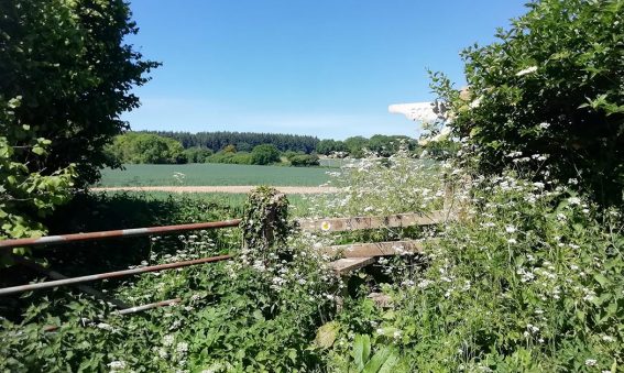stile leading over hedge into field, blue sky