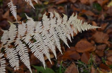 close up of fern, pale brown