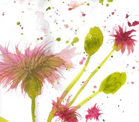 textured pink red flower in watercolour, with some buds