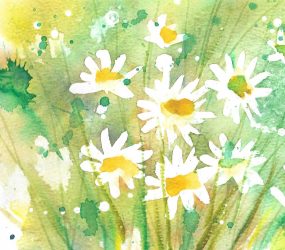 white daisies against a yellow and green background