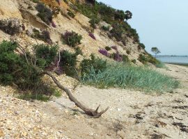gorse and heather growing on sandy cliff