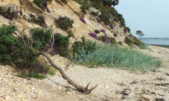 gorse and heather growing on sandy cliff