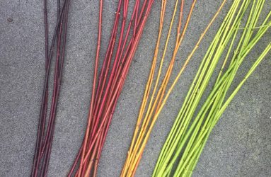 coloured stems of dogwood