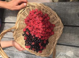 basket of raspberries and blackcurrants