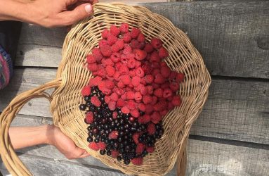 basket of raspberries and blackcurrants