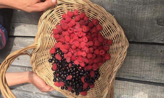 basket of raspberries and blackcurrants
