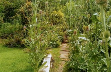 teasels growing alongside path in Hannah's garden