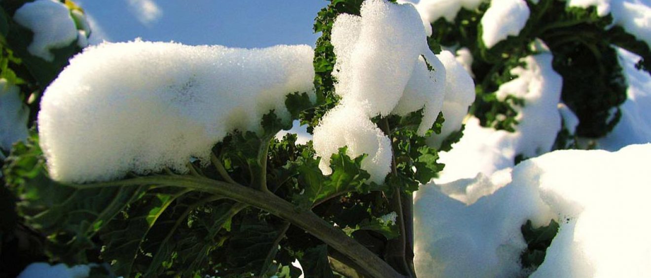 kale leaves covered with snow