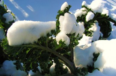 kale leaves covered with snow