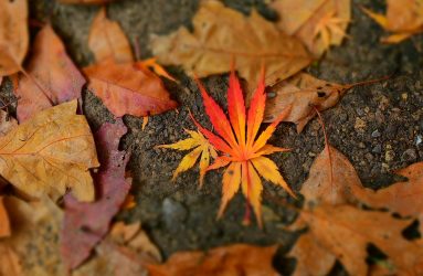 fiery orange leaf amongst shrivelled brown autumn leaves