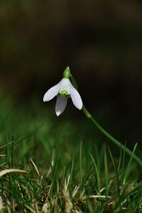 close up of snowdrop in grass