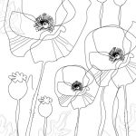 poppy line drawing by ArtCare