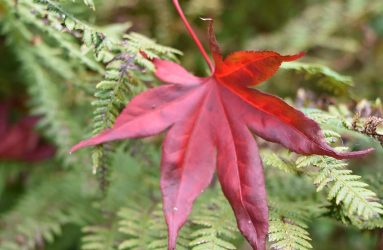 red maple leaf