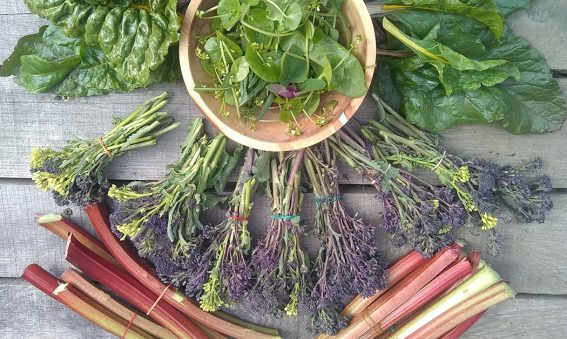 rhubarb stems, salad leaves and purple sprouting broccoli