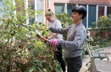 Volunteers trimming bushes