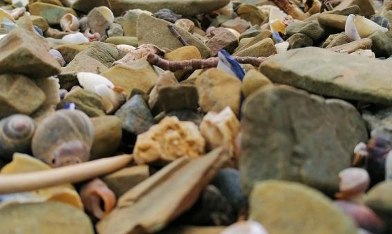 close up of pebbles and shells scattered at shoreline