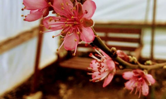 bright pink tree blossom