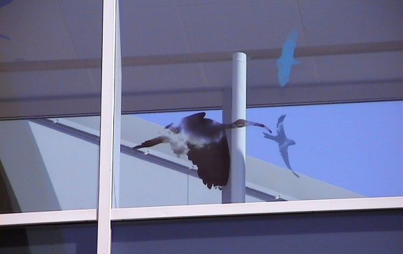 close up of sacred ibis, Bird silhouettes exterior view clear day
