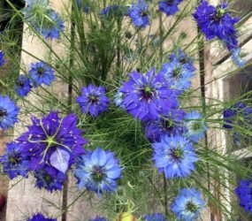 blue nigella flowers
