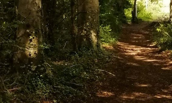 earth path winding through woodland, sunlight breaking through