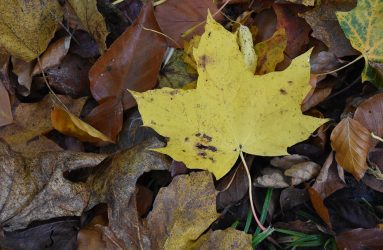 yellow autumn leaf amongst brown shriveled leaves