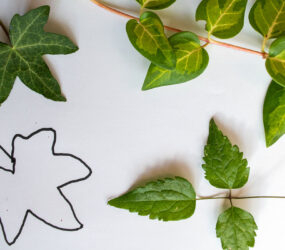 a selection of leaves laid on white paper with one drawn in black pen
